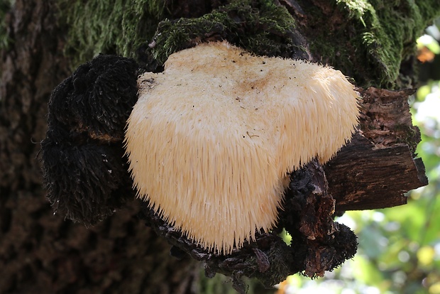 koralovec ježovitý Hericium erinaceus (Bull.) Pers.