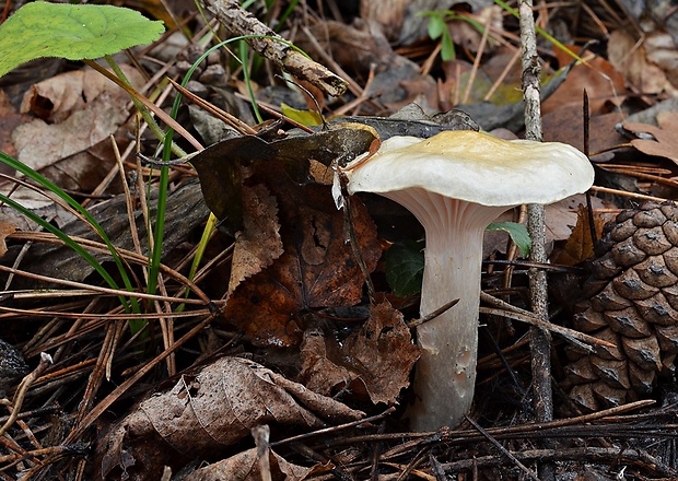 šťavnačka sliznatoprsteňová Hygrophorus gliocyclus Fr.