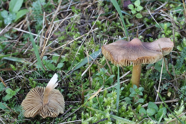 vláknica Inocybe sp.