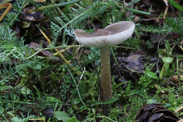 tmavuľka Melanoleuca sp.