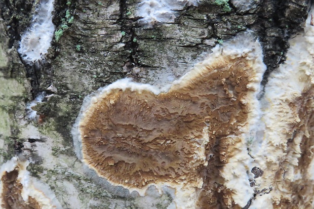 blanka okrovohnedá  Membranomyces spurius  (Bourdot) Julich