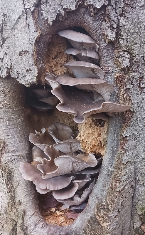 hliva ustricovitá Pleurotus ostreatus (Jacq.) P. Kumm.