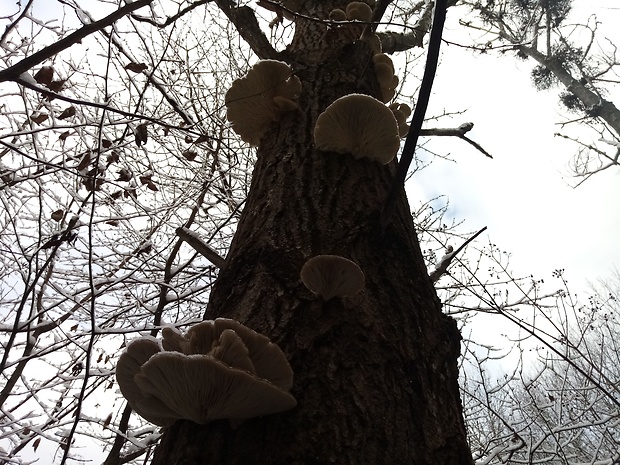 hliva ustricovitá Pleurotus ostreatus (Jacq.) P. Kumm.