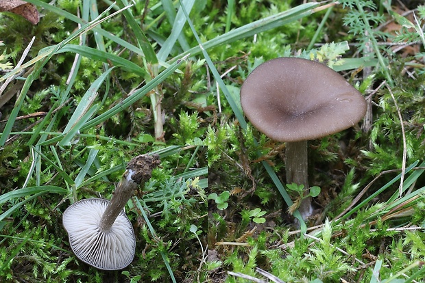 strmulica čiaškovitá Pseudoclitocybe cyathiformis (Bull.) Singer