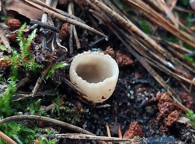 tarzeta zúbkatá Tarzetta cupularis (L.) Svrček