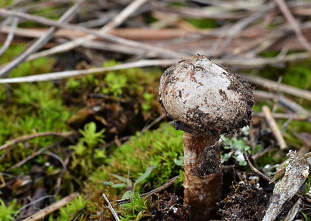 stopkovec zimný Tulostoma brumale Pers.