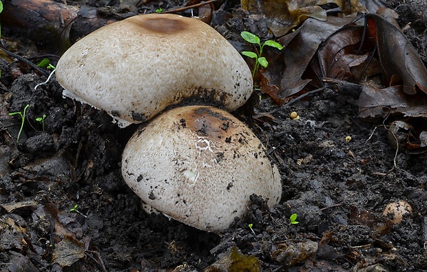 pečiarka perličková Agaricus praeclaresquamosus var. praeclaresquamosus A.E. Freeman