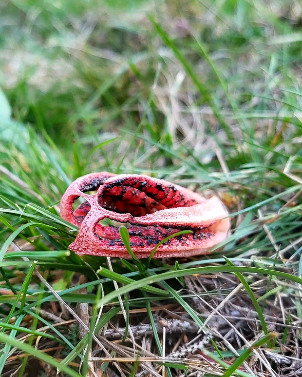 mrežovka kvetovitá Clathrus archeri (Berk.) Dring