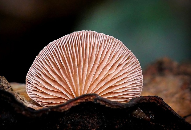 pahliva mäkká Crepidotus mollis (Schaeff.) Staude