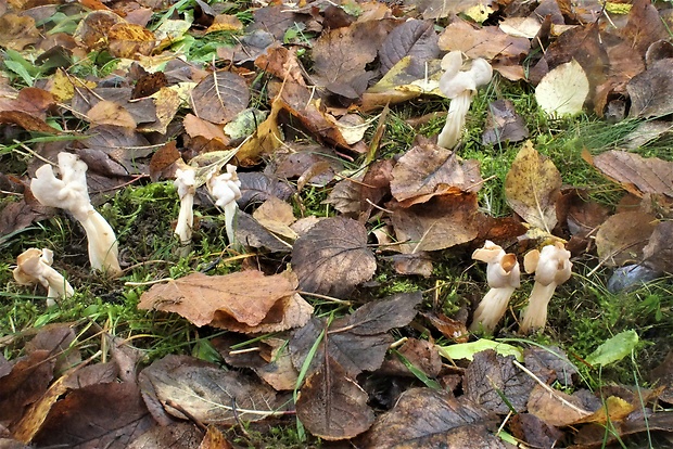 chriapač kučeravý Helvella crispa (Scop.) Fr.