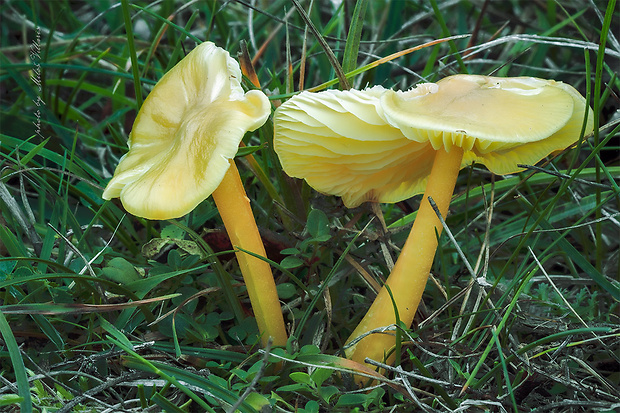 lúčnica citrónovožltá Hygrocybe chlorophana (Fr.) Wünsche