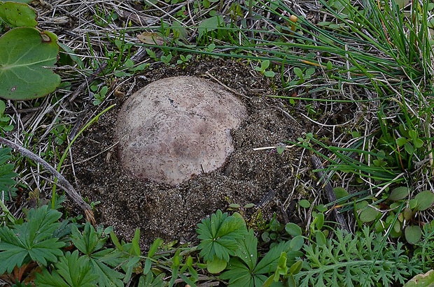 hadovka Hadriánova Phallus hadriani Vent.