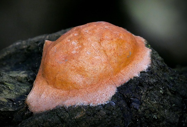 sieťnatka obyčajná Reticularia lycoperdon Bull.