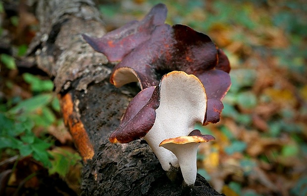 trúdnik tmavohlúbikový Royoporus badius (Pers.) A.B. De