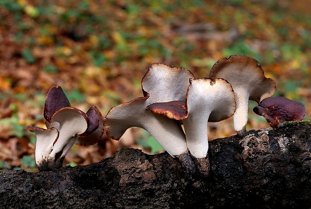 trúdnik tmavohlúbikový Royoporus badius (Pers.) A.B. De