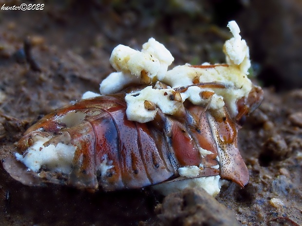 bovéria Beauveria sp.