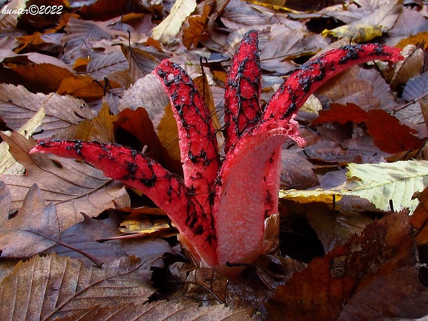 mrežovka kvetovitá Clathrus archeri (Berk.) Dring