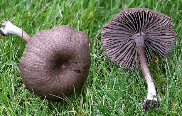 hodvábnica Entoloma sp.