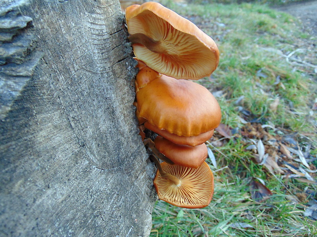 plamienka Flammulina sp.