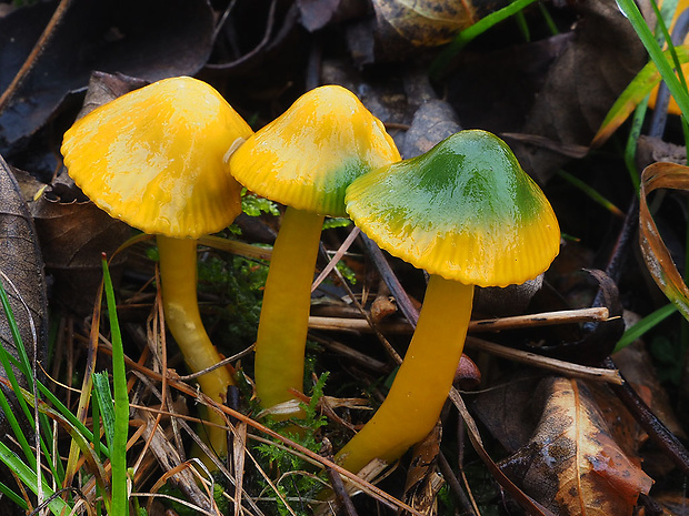 lúčnica žltozelená Gliophorus psittacinus (Schaeff.) Herink