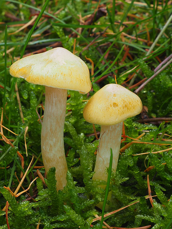 šťavnačka smrekovcová Hygrophorus lucorum Kalchbr.