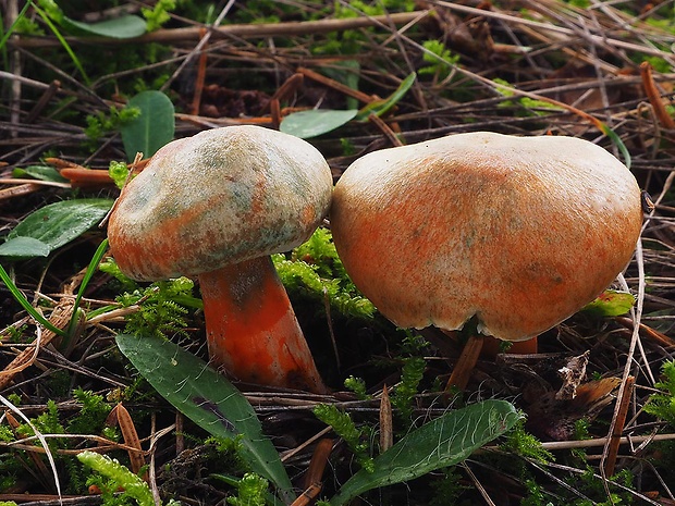 rýdzik smrekový Lactarius deterrimus Gröger