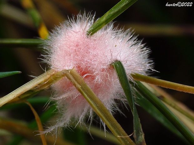 kôrnatka trávna Laetisaria fuciformis (Berk.) Burds.