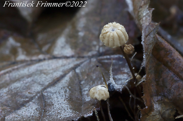 tanečnica Bulliardova Marasmius bulliardii Quél.