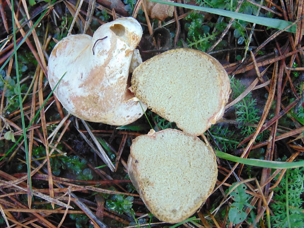 koreňovec Rhizopogon sp.