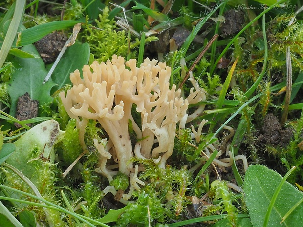 pastrapačka hnedá Clavulinopsis umbrinella (Sacc.) Corner