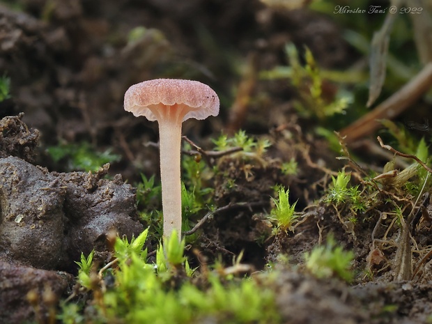 kalichovka Contumyces rosellus (M.M. Moser) Redhead, Moncalvo, Vilgalys & Lutzoni