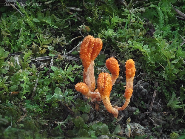 žezlovka hmyzová Cordyceps militaris (Fr.) Link