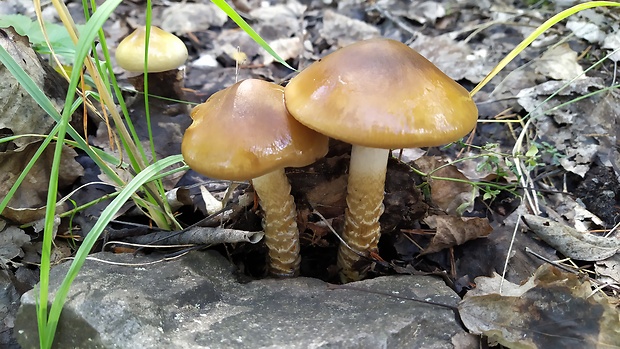 pavučinovec Cortinarius sp.