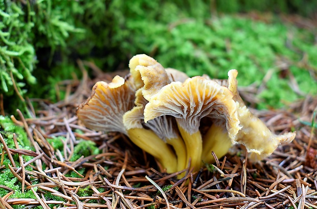 kuriatko lievikovité Craterellus tubaeformis (Fr.) Quél.