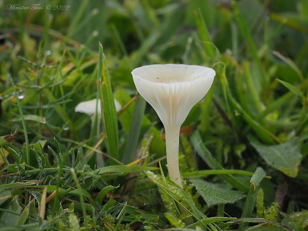 lúčnica juchtová Hygrocybe russocoriacea (Berk. & T.K. Mill.) P.D. Orton & Watling