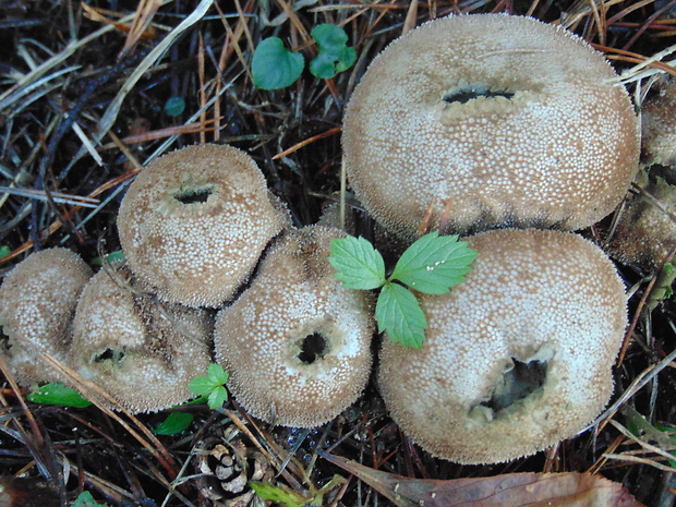 prášnica hruškovitá Lycoperdon pyriforme Schaeff.