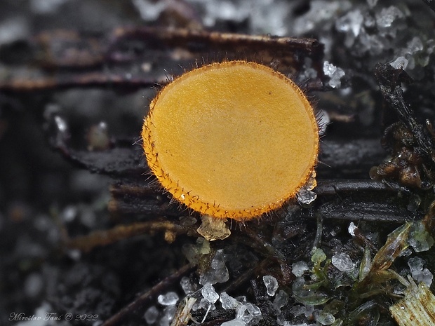 spooneromyces Spooneromyces helveticus J. Breitenb. & F. Kränzl.