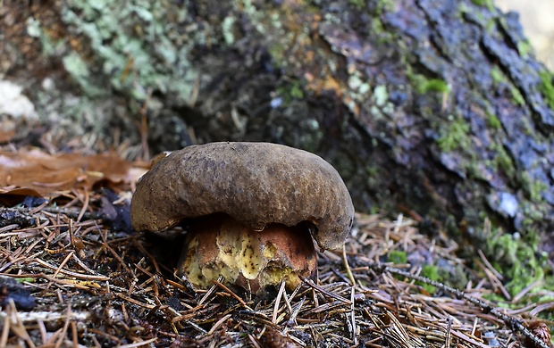 hríb zrnitohlúbikový Sutorius luridiformis (Rostk.) G. Wu & Zhu L. Yang