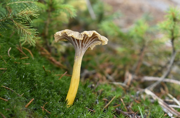 kuriatko lievikovité Craterellus tubaeformis (Fr.) Quél.