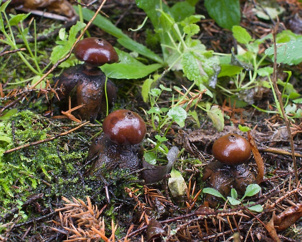 hviezdovka klenbová Geastrum fornicatum (Huds.) Hook.