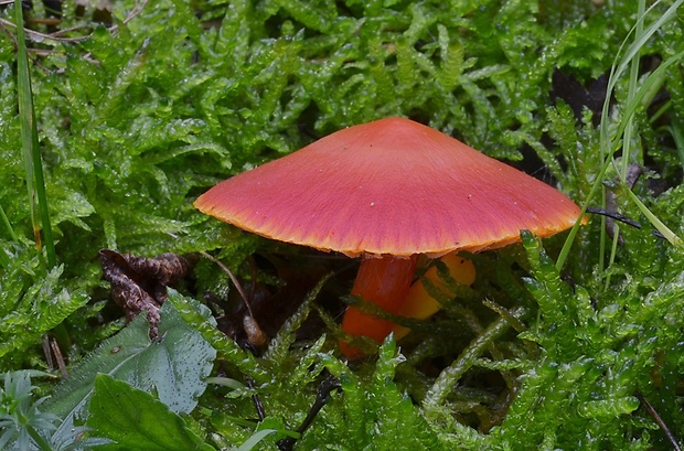 lúčnica šarlátová Hygrocybe coccinea (Schaeff.) P. Kumm.