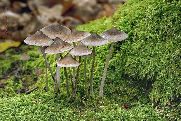 prilbička Mycena sp.