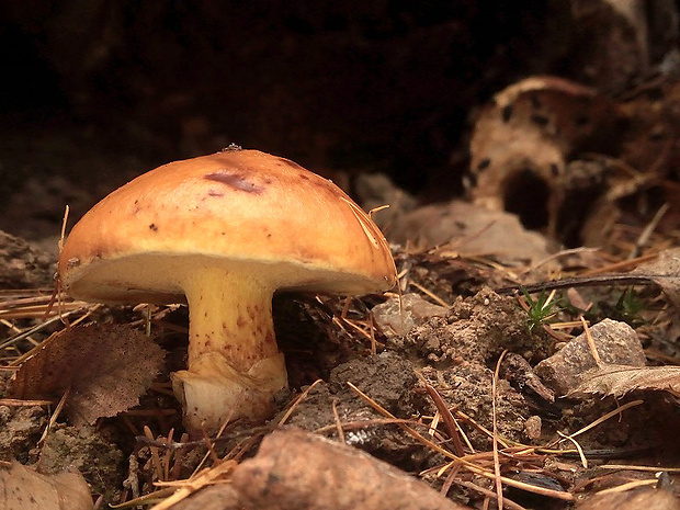 masliak smrekovcový Suillus grevillei (Klotzsch) Singer