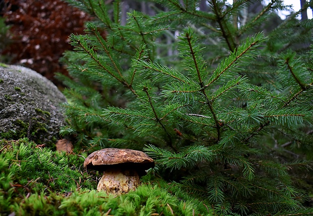 hríb zrnitohlúbikový Sutorius luridiformis (Rostk.) G. Wu & Zhu L. Yang