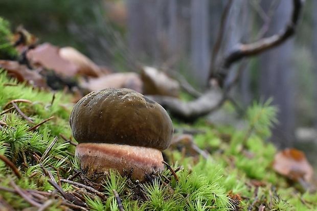 hríb zrnitohlúbikový Sutorius luridiformis (Rostk.) G. Wu & Zhu L. Yang