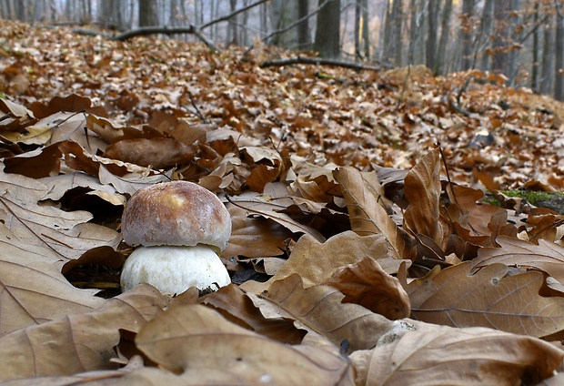 hríb sosnový Boletus pinophilus Pil. et Dermek in Pil.