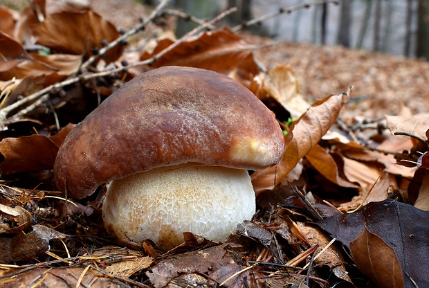 hríb sosnový Boletus pinophilus Pil. et Dermek in Pil.