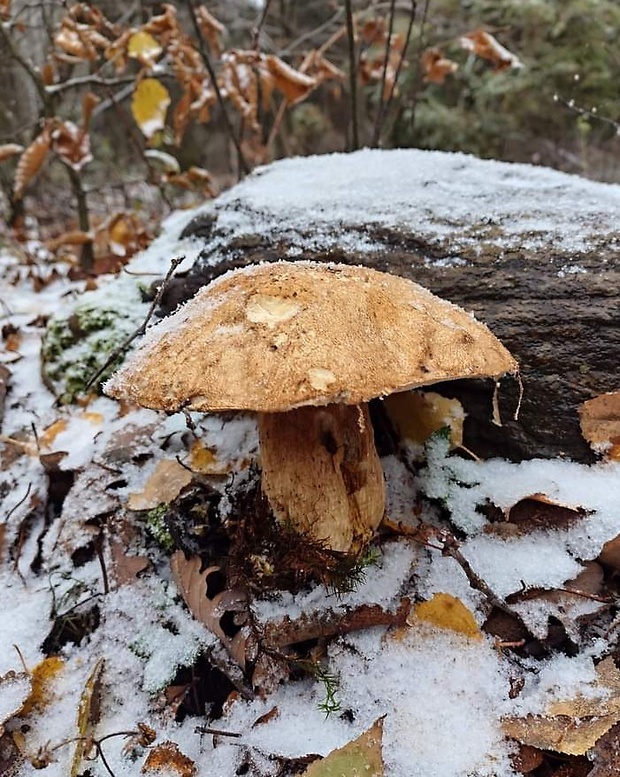 hríb dubový Boletus reticulatus Schaeff.