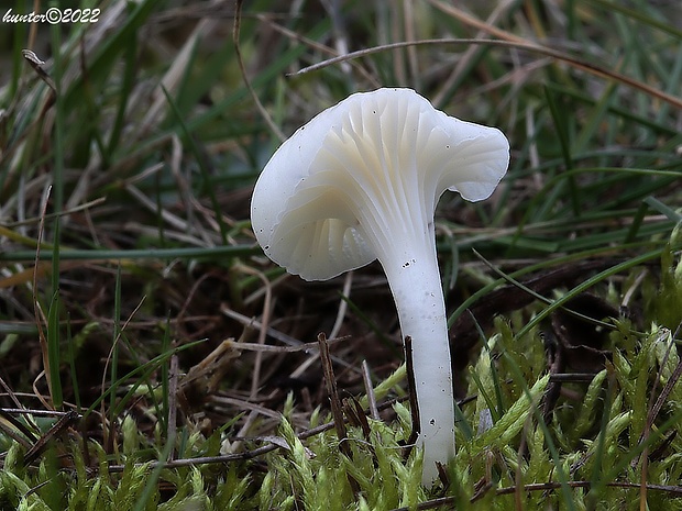 lúčnica snehobiela Cuphophyllus virgineus (Wulfen) Kovalenko