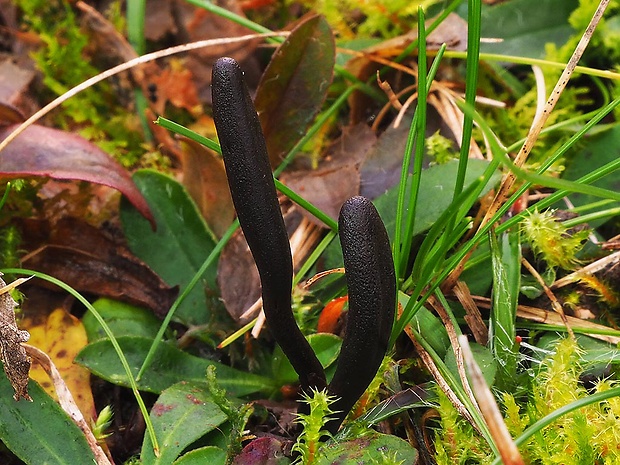 jazýček Geoglossum sp.